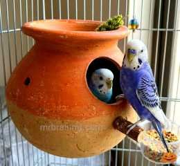 Terracotta bird nesting pot পাখির মাটির হাঁড়ির বাসা
